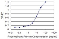 PCF11 Antibody (3G4), Novus Biologicals 0.1 mg, Unconjugated:Antibodies,