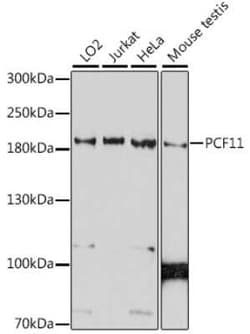 PCF11 Antibody - Azide and BSA Free, Novus Biologicals 0.02 mL; Unconjugated:Antibodies,