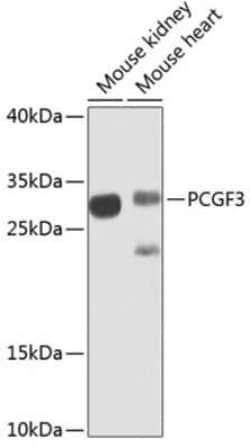 PCGF3 Antibody - BSA Free, Novus Biologicals:Antibodies:Primary Antibodies