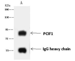 PCIF1 Antibody, Novus Biologicals:Antibodies:Primary Antibodies