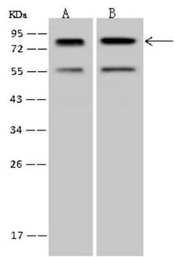 PCIF1 Antibody, Novus Biologicals:Antibodies:Primary Antibodies