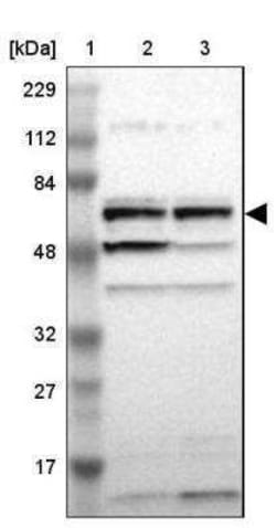 PCK1 Antibody, Novus Biologicals:Antibodies:Primary Antibodies