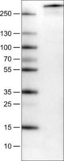 PCM1 Antibody (CL0206), Novus Biologicals 25 &mu;L, Unconjugated:Antibodies,