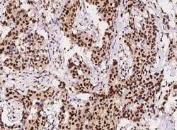 PCNA Rabbit anti-Human, Clone: 144, Novus Biologicals 50 &mu;g | Buy Online | Novus Biologicals | Fisher Scientific