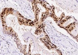 PCNA Rabbit anti-Human, Clone: 144, Novus Biologicals 50 &mu;g | Buy Online | Novus Biologicals | Fisher Scientific