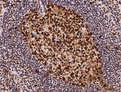 PCNA Rabbit anti-Human, Clone: 144, Novus Biologicals 50 &mu;g | Buy Online | Novus Biologicals | Fisher Scientific