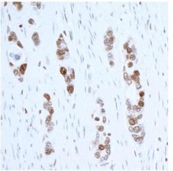 PCNA Antibody (BLR075G), Novus Biologicals 100 &mu;L | Buy Online | Novus Biologicals | Fisher Scientific