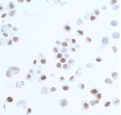 PCNA Antibody (BLR075G), Novus Biologicals 100 &mu;L | Buy Online | Novus Biologicals | Fisher Scientific