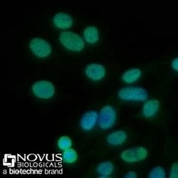 PCNA Antibody (PC10) - Azide and BSA Free, Novus Biologicals 0.1 mL | Buy Online | Novus Biologicals | Fisher Scientific