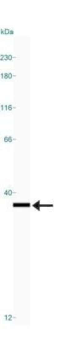 PCNA Antibody (PC10) - Azide and BSA Free, Novus Biologicals 0.1 mL | Buy Online | Novus Biologicals | Fisher Scientific