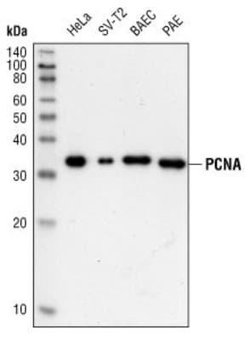 PCNA Antibody (PC10) - Azide and BSA Free, Novus Biologicals 0.1 mL | Buy Online | Novus Biologicals | Fisher Scientific