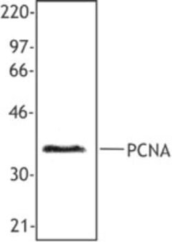PCNA Antibody (PC10) - Azide and BSA Free, Novus Biologicals 0.1 mL | Buy Online | Novus Biologicals | Fisher Scientific