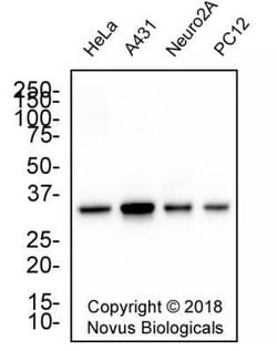 PCNA Antibody (PC10) - Azide and BSA Free, Novus Biologicals 0.1 mL | Buy Online | Novus Biologicals | Fisher Scientific