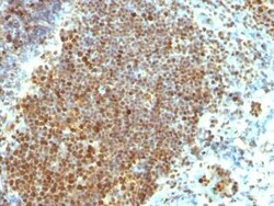 PCNA Antibody (PCNA/694), Novus Biologicals 0.02mg; Unlabeled:Antibodies,