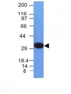 PCNA Antibody (PCNA/694), Novus Biologicals 0.02mg; Unlabeled:Antibodies,