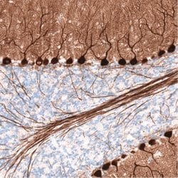 PCP4 Antibody (CL5306), Novus Biologicals 25 &mu;L:Antibodies, Monoclonal