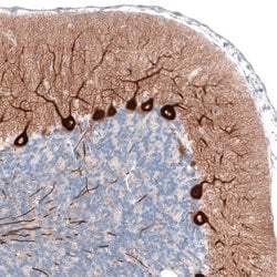 PCP4 Antibody (CL5306), Novus Biologicals 25 &mu;L:Antibodies, Monoclonal