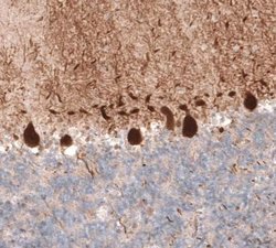 PCP4 Antibody (CL5306), Novus Biologicals 25 &mu;L:Antibodies, Monoclonal