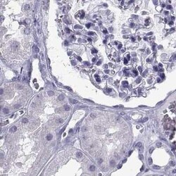 PCSK1N Antibody, Novus Biologicals:Antibodies:Primary Antibodies
