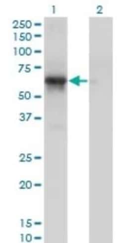 PCTAIRE1 Antibody (4D2), Novus Biologicals 0.1 mg | Buy Online | Novus Biologicals | Fisher Scientific