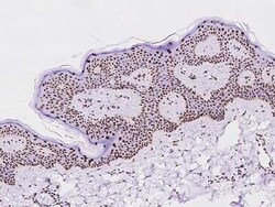 PCYT1A Antibody, Novus Biologicals:Antibodies:Primary Antibodies