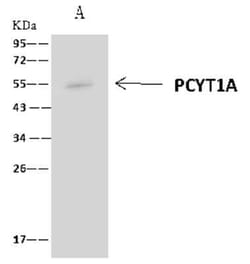 PCYT1A Antibody, Novus Biologicals:Antibodies:Primary Antibodies