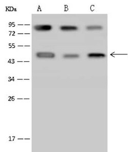 PCYT1A Antibody, Novus Biologicals:Antibodies:Primary Antibodies