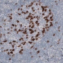 PD-1 Antibody (CL3624), Novus Biologicals 25 &mu;L:Antibodies, Monoclonal