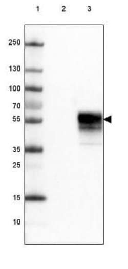 PD-1 Antibody (CL3624), Novus Biologicals 25 &mu;L:Antibodies, Monoclonal
