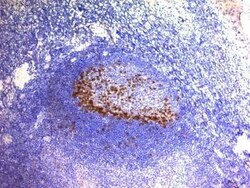 PD-1 Antibody (SPM597), Novus Biologicals 0.02mg; Unlabeled:Antibodies,
