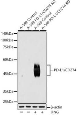 PD-L1 Rabbit anti-Human, Mouse, Rat, Clone: 1T10L4, Novus Biologicals 100