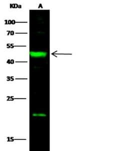 PD-L2/B7-DC/PDCD1LG2 Rabbit anti-Human, Clone: 18, Novus Biologicals:Antibodies:Primary