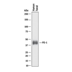 Human PD-1 Antibody, R D Systems 25 &mu;g | Buy Online | R&D Systems | Fisher Scientific