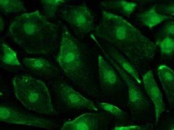 PDCD10 Antibody, Novus Biologicals:Antibodies:Primary Antibodies