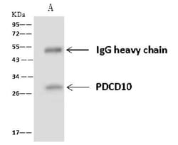PDCD10 Antibody, Novus Biologicals 100 &mu;g, Unconjugated:Antibodies,