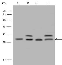 PDCD10 Antibody, Novus Biologicals 100 &mu;g, Unconjugated:Antibodies,