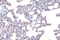 PDCD4 Rabbit anti-Human, Mouse, Rat, Clone: 3A8V10, Novus Biologicals:Antibodies:Primary
