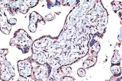 PDCD4 Rabbit anti-Human, Mouse, Rat, Clone: 3A8V10, Novus Biologicals:Antibodies:Primary