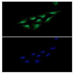 PDCD4 Mouse anti-Human, Clone: 4C2, Novus Biologicals 100 &mu;g; Unconjugated:Antibodies,