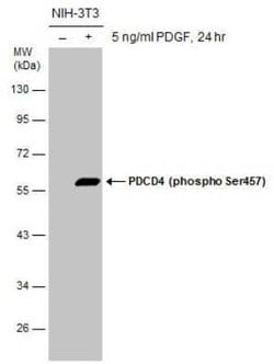 PDCD4, p Ser457 Antibody, Novus Biologicals 100 &mu;g; Unconjugated:Antibodies,