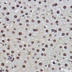 PDCD7 Rabbit anti-Human, Mouse, Rat, Clone: 8A1Q3, Novus Biologicals 100