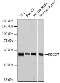 PDCD7 Rabbit anti-Human, Mouse, Rat, Clone: 8A1Q3, Novus Biologicals 100
