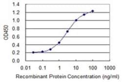 Novus Biologicals PDCL Antibody (4G5), Novus Biologicals 0.1 mg; Unconjugated:Antibodies,