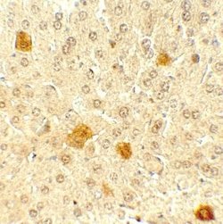 PDCL3 Antibody - BSA Free, Novus Biologicals 0.1 mg; Unconjugated:Antibodies,