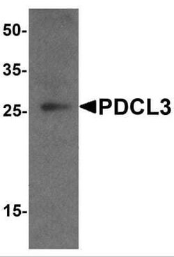 PDCL3 Antibody - BSA Free, Novus Biologicals 0.1 mg; Unconjugated:Antibodies,