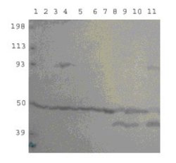 PDE10A Antibody, Novus Biologicals 0.05 mg; Unconjugated:Antibodies, Polyclonal