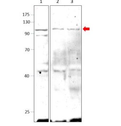 PDE10A Antibody, Novus Biologicals 0.05 mg; Unconjugated:Antibodies, Polyclonal