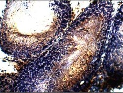 PDE11A Antibody, Novus Biologicals 100 &mu;g | Buy Online | Novus Biologicals | Fisher Scientific