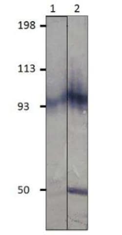 PDE11A Antibody, Novus Biologicals 100 &mu;g | Buy Online | Novus Biologicals | Fisher Scientific