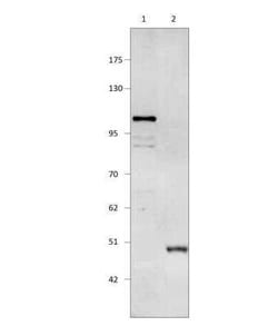 PDE11A Antibody, Novus Biologicals 100 &mu;g | Buy Online | Bio-Techne | Fisher Scientific